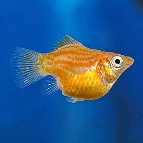 Моллинезия баллон золотая